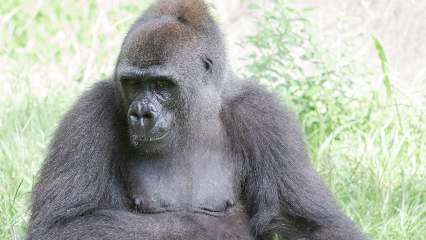 Tumani, a western lowland gorilla at the Audubon Zoo in New Orleans, is pregnant.