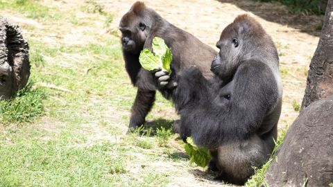 Tumani and Okpara are expecting a baby at Audubon Zoo.
