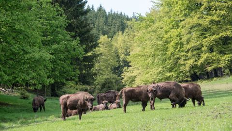 A herd of eight European bison graze in the Rothaargebirge mountain range on May 5, 2014 near Bad Berleburg, Germany. A similar project to reintroduce European bison in England will take place in 2022 in hopes the bison will restore wildlife. 