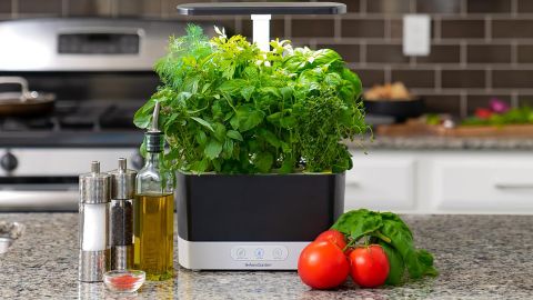 Braun, Aerogarden and Wayfair: The very best on-line gross sales of the second 85 h 270,w 480