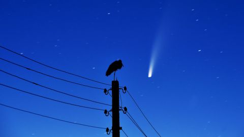 A stork stands on a power lines pillar as the comet NEOWISE is seen in the sky above the village of Kreva, some 100 km northwest of Minsk, early on July 13, 2020.