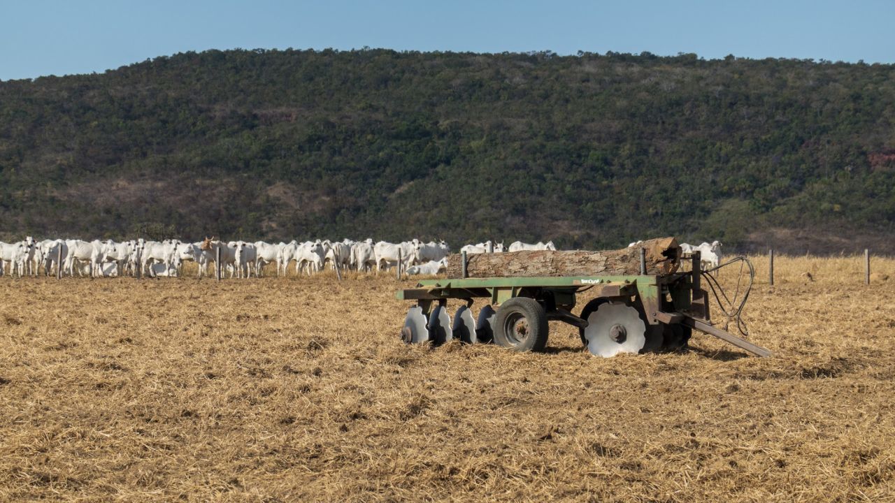Farms now exist right alongside the Amazon rainforest and Brazil's indigenous tribes.