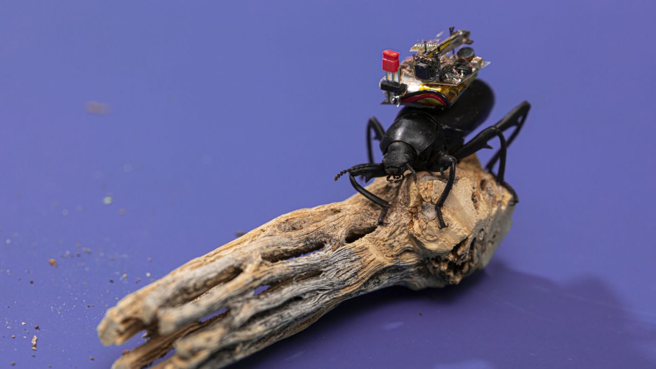 A Pinacate beetle carries the camera on its back.
