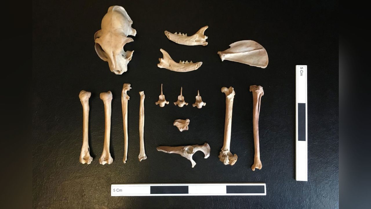 Remains of the cat found in Dhzankent are shown here.