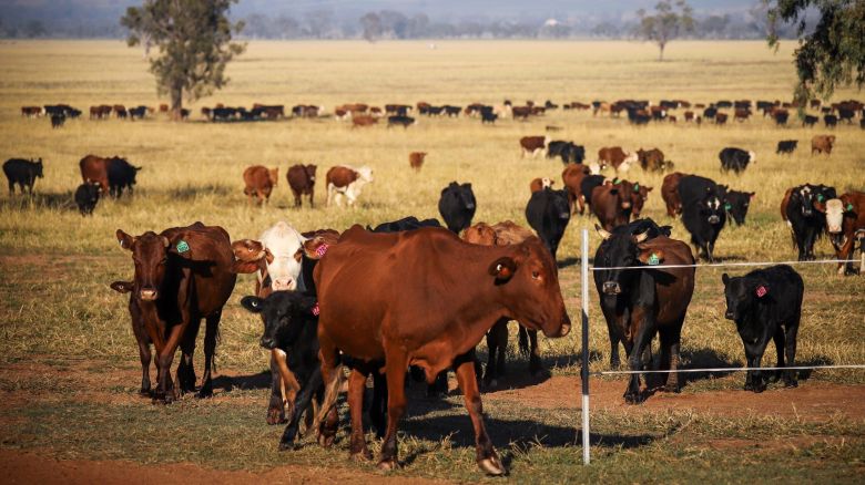 Cows walk through a field during a cattle drive at a farm in Gunnedah, New South Wales, Australia, on Thursday, May 28, 2020. A growing number of Australia's primary producers are mulling the potential for a further tightening of restrictions on Australia's agricultural exports by China. Two thirds of Australias farm production is exported, with almost one third of this, 28%, going to China, including 18% of Australia's total beef production, according to Australia's National Farmers' Federation. Photographer: David Gray/Bloomberg via Getty Images