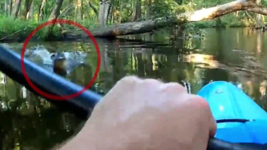 How to survive an alligator attack – or better yet, avoid one entirely