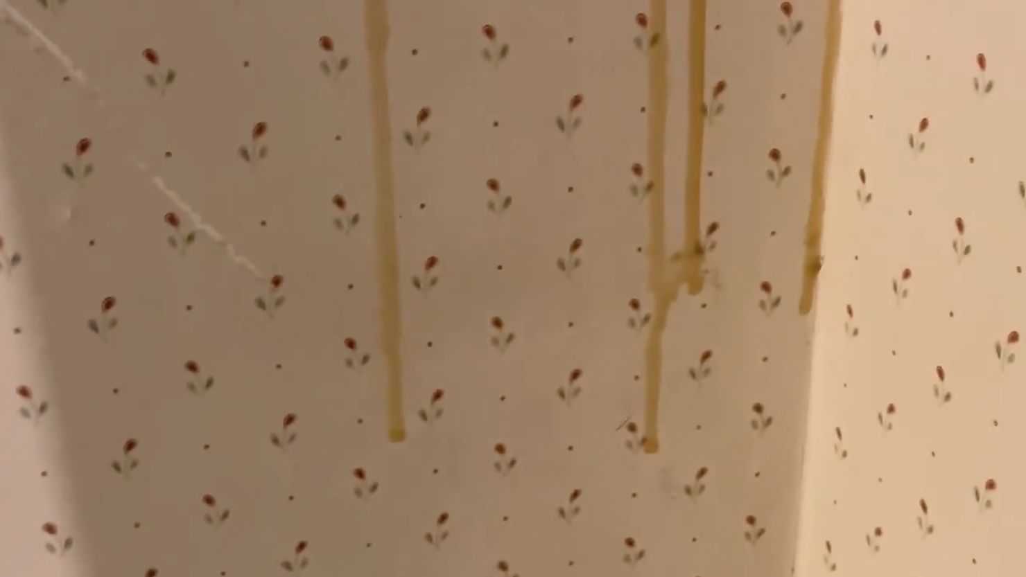 80,000 Bees, 100 lbs. of Honey, Found in Florida Couple's Bathroom Wall