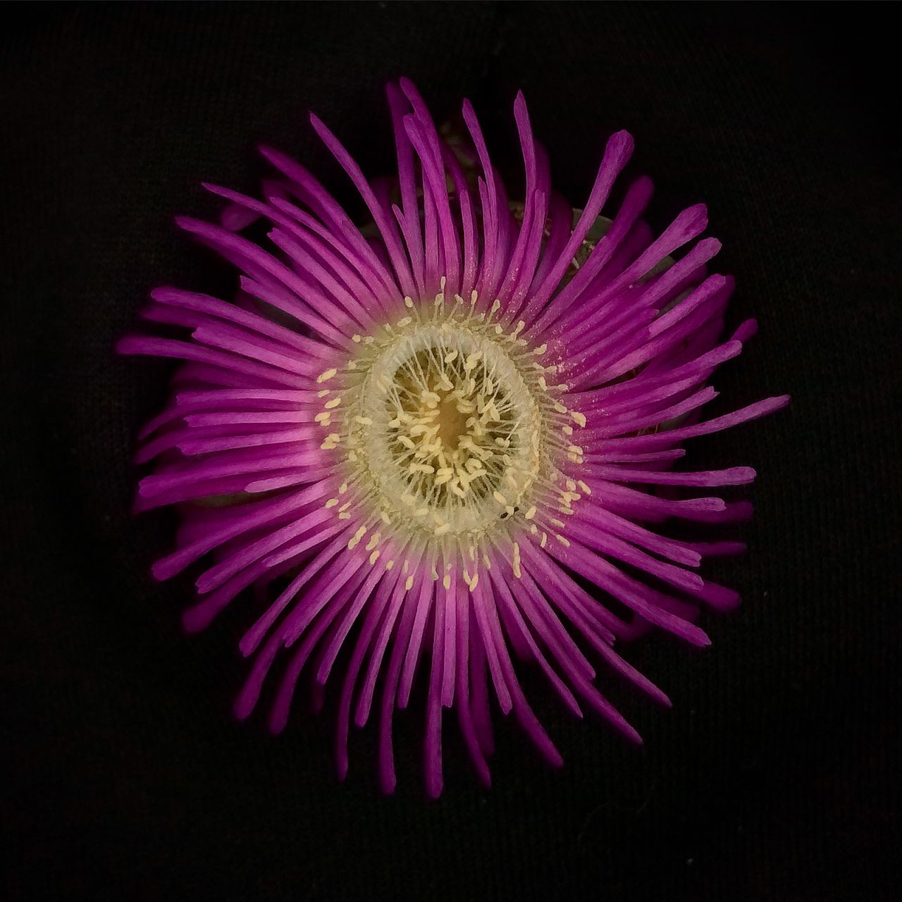 The Argyroderma theartii succulent has bright purple-pink flowers during the early winter months, and is one of Domingues' favorites.