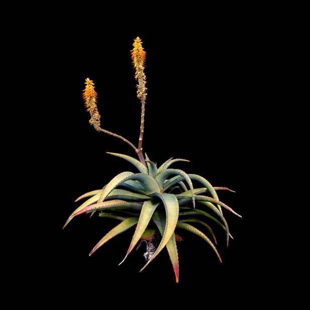 Despite always being a keen photographer, she only began collecting and photographing plants three years ago. This Aloe thraskii is naturally found in dune vegetation along the coast of South Africa's Eastern Cape.
