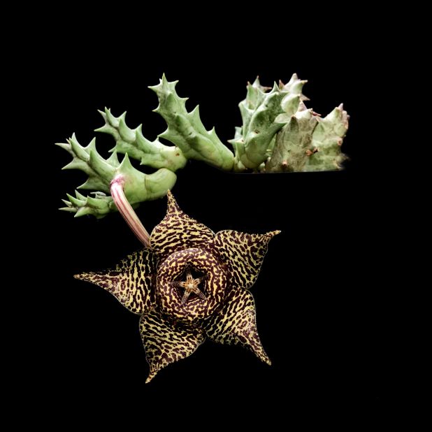 Domingues says her followers from America and Europe are often blown away by the otherworldly appearance of the region's unique flora. This plant is an Orbea namquensis and is endemic to Namaqualand, in the northwestern corner of South Africa.