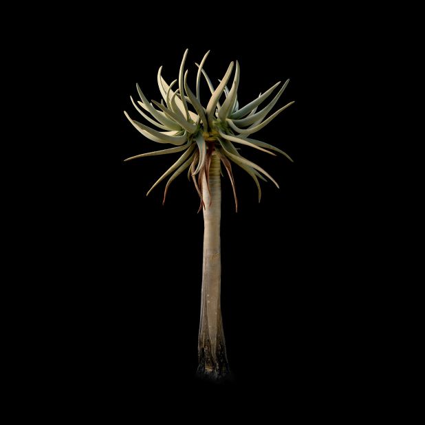 She fondly refers to her collection as her "coral reef." It includes an Aloidendron dichotomum. "The Quiver tree has a long history of beliefs that it will bring good luck to anybody that worships a tree and nurtures it," Domingues explains.