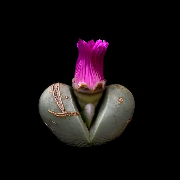 Today, Domingues has a significant social media following from all over the world. "This Argyoderma theartii occurs only in the northwestern part of the Western Cape," she says. "The name argyros, means silver in greek, and derma, means skin -- pertaining to its silvery grey-green leaves."