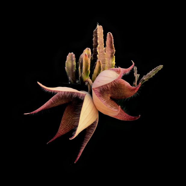 The Cape floristic region, located in the Western Cape and parts of the Eastern Cape, was first named a UNESCO World Heritage Site in 2004. This plant is called a Stapelia gigantea. "In general, Stapelias are never very abundant and are scattered over vast areas," Domingues says.