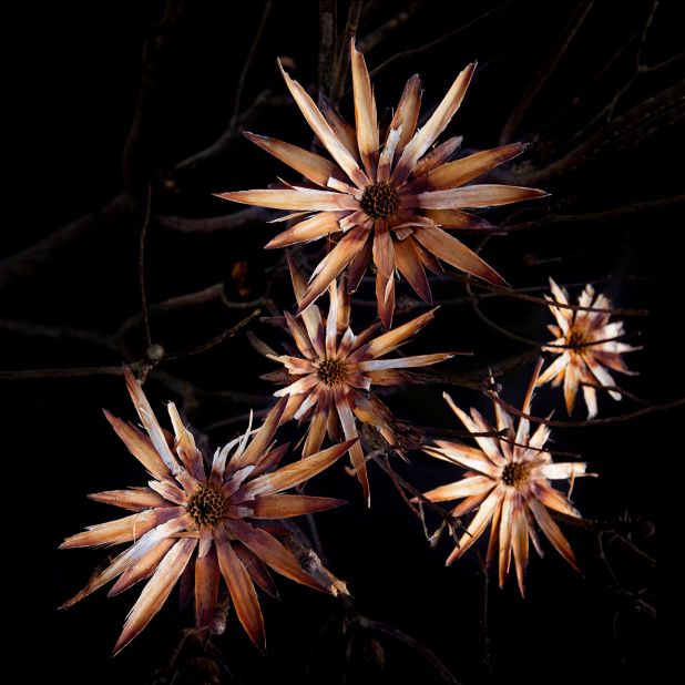 To take photos, she uses only natural sunlight, a black cloth and, usually, her iPhone -- and she has plenty of subjects to pick from. According to UNESCO, South Africa is home to over 22,000 indigenous plants and over 10% of the world's flowering species. This one is called a Protea lepidocarpodendron.