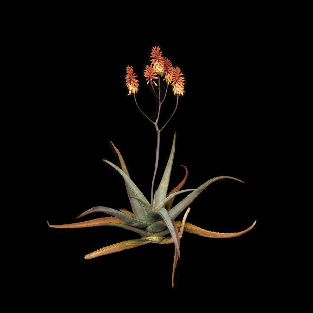 She photographed this Aloe Camperi in a valley near Cederberg, in the Western Cape, "growing under a signpost." This species of aloe is actually indigenous to Ethiopia and Eritrea.