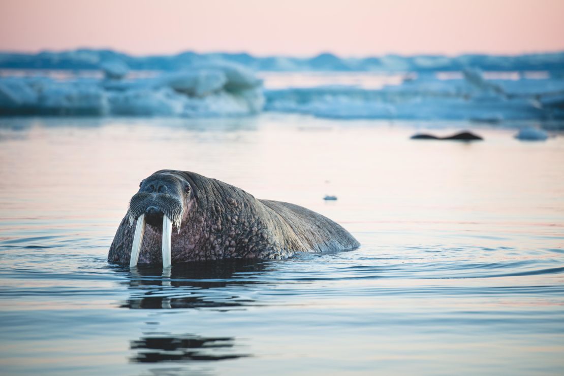 Nearly hunted to extinction in Svalbard over the course of centuries, walruses are making a comeback