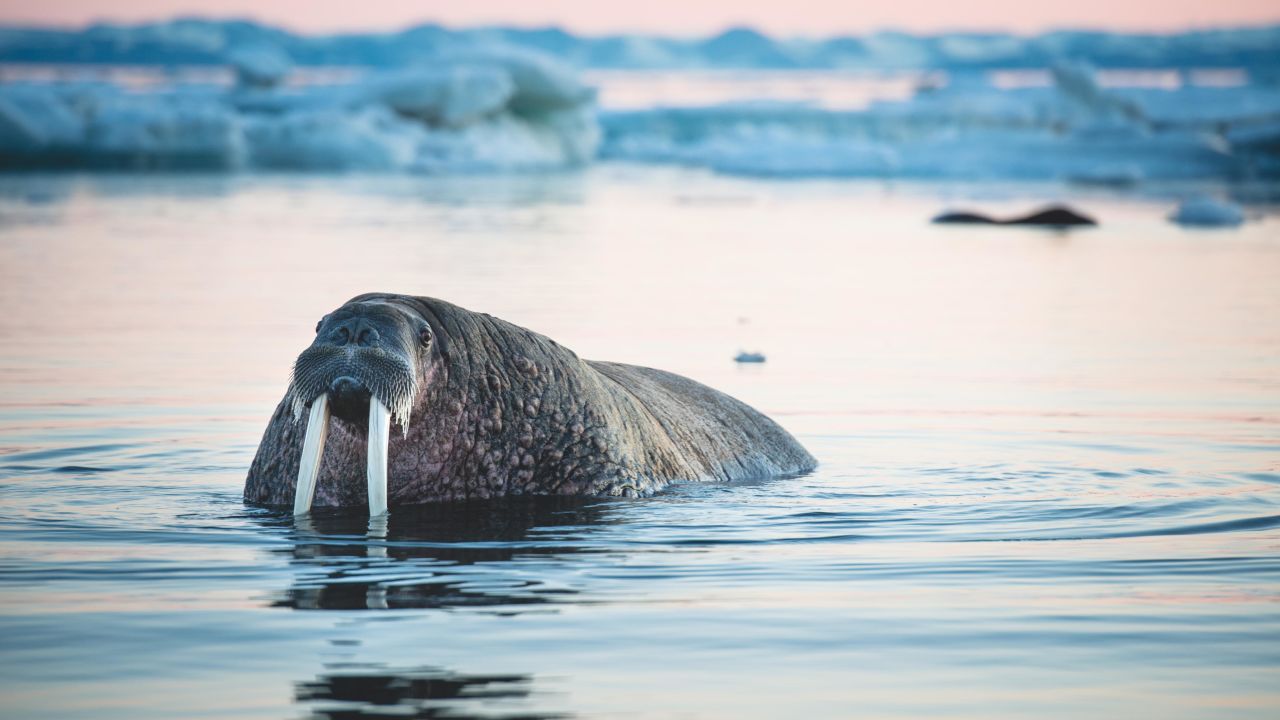 Nearly hunted to extinction in Svalbard over the course of centuries, walruses are making a comeback