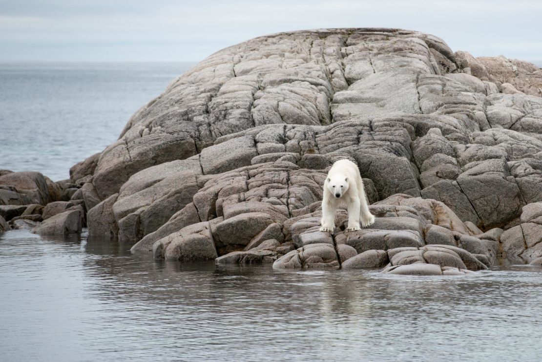 The archipelago of Svalbard is home to more than 3,000 polar bears.