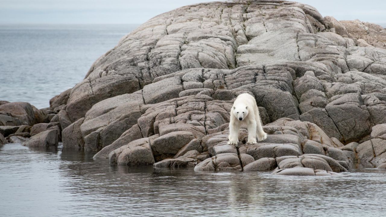 The archipelago of Svalbard is home to more than 3,000 polar bears.