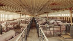 Pigs stand in pens at a farm near Le Mars, Iowa, U.S., on Wednesday, May 27, 2020. Wholesale pork prices have increased 51 percent, the USDA reported. Surging wholesale meat prices are starting to push up prices at grocery stores, while the risk of shortages is growing at a time that shoppers continue to fill their pantries and freezers with stay-at-home staples. Photographer: Dan Brouillette/Bloomberg via Getty Images