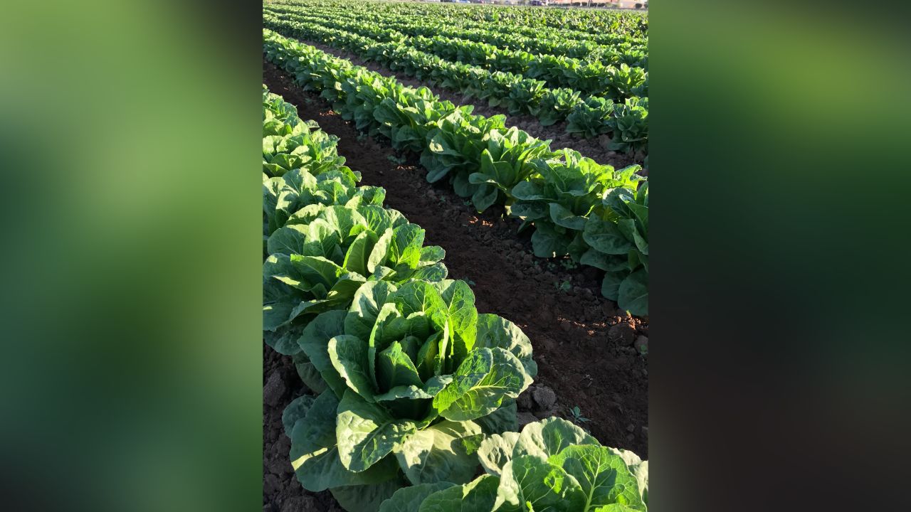 Organic Romaine Lettuce growing at McClendon's Select Goodyear, AZ farm location.