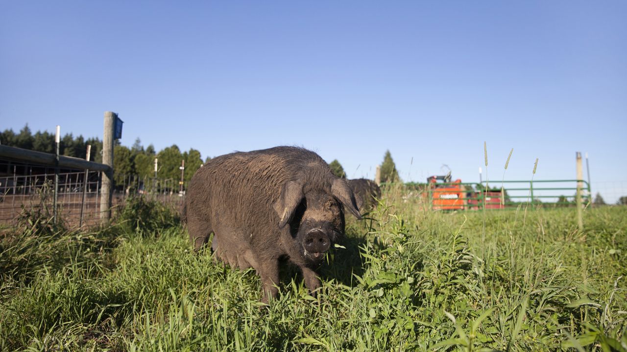 A pig on Y-ker Acres.