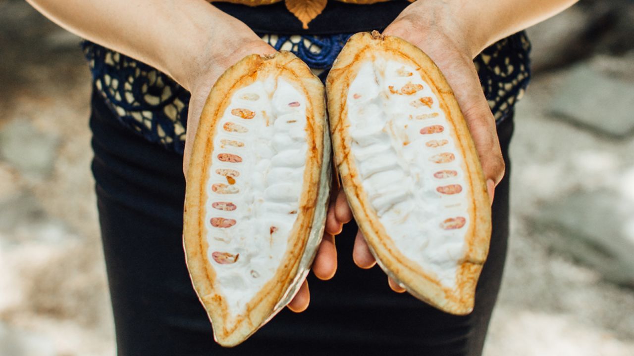 Cacao trees, which produce the pictured fruit, thrive in the Philippines.