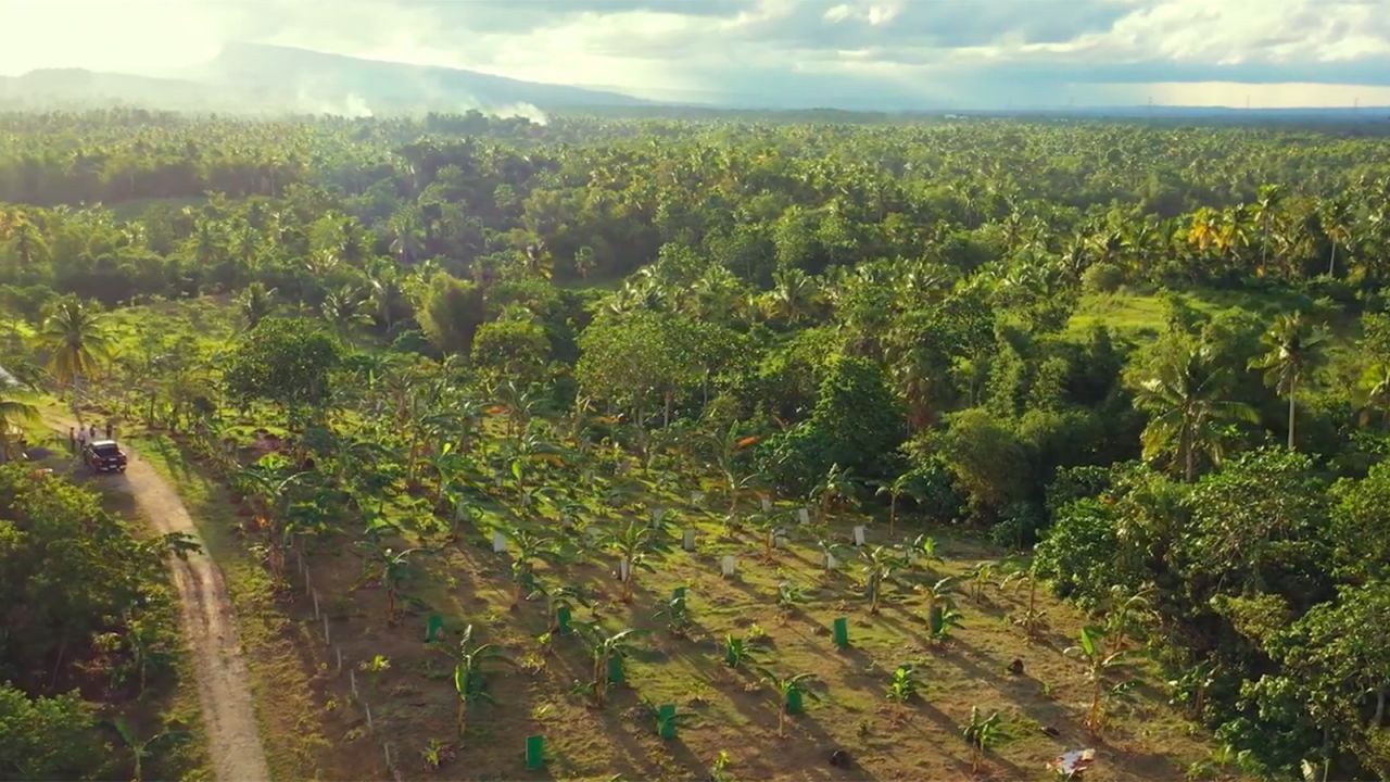<strong>Local </strong><strong>cacao farms: </strong>Nearly a century later, local Filipino farmers started cultivating cacao trees in their own backyards and the plant quickly propagated throughout the archipelago.