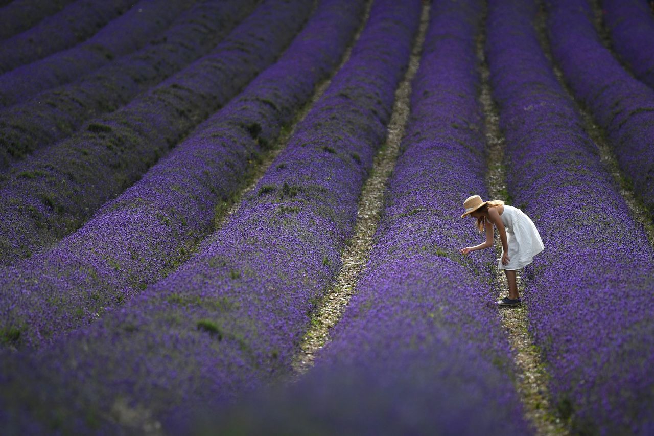 A girl studies a lavender plant in Sevenoaks, England, on Saturday, July 11. Lavender products have been popular during the coronavirus pandemic as people look for ways to de-stress.
