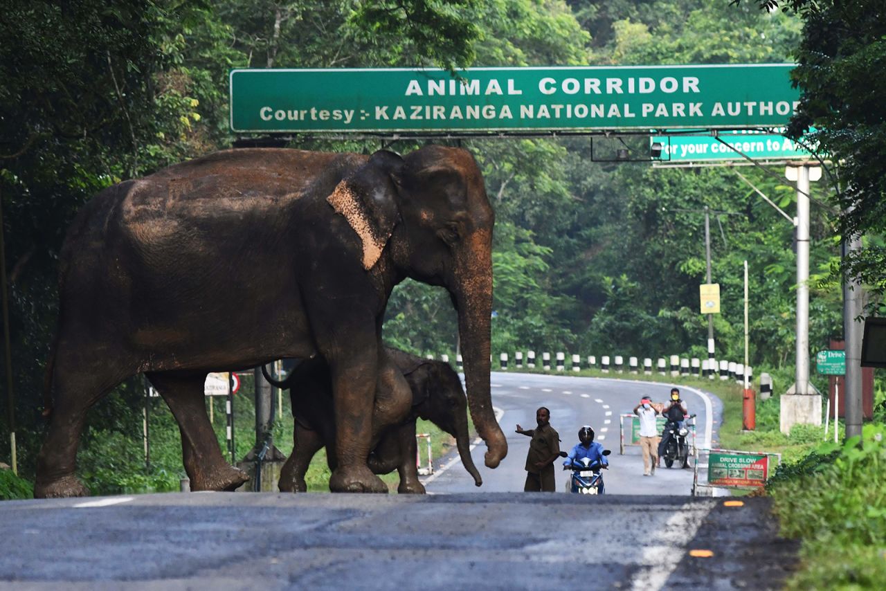 A wild elephant and its calf cross a highway in India's flood-affected Kaziranga National Park on Thursday, July 16.