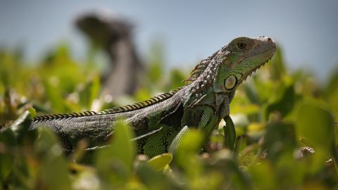 01 iguana FL