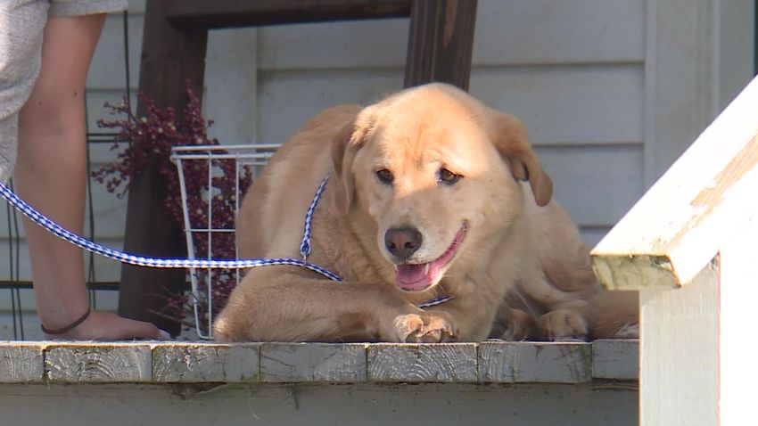 kansas dog found at previous home in missouri