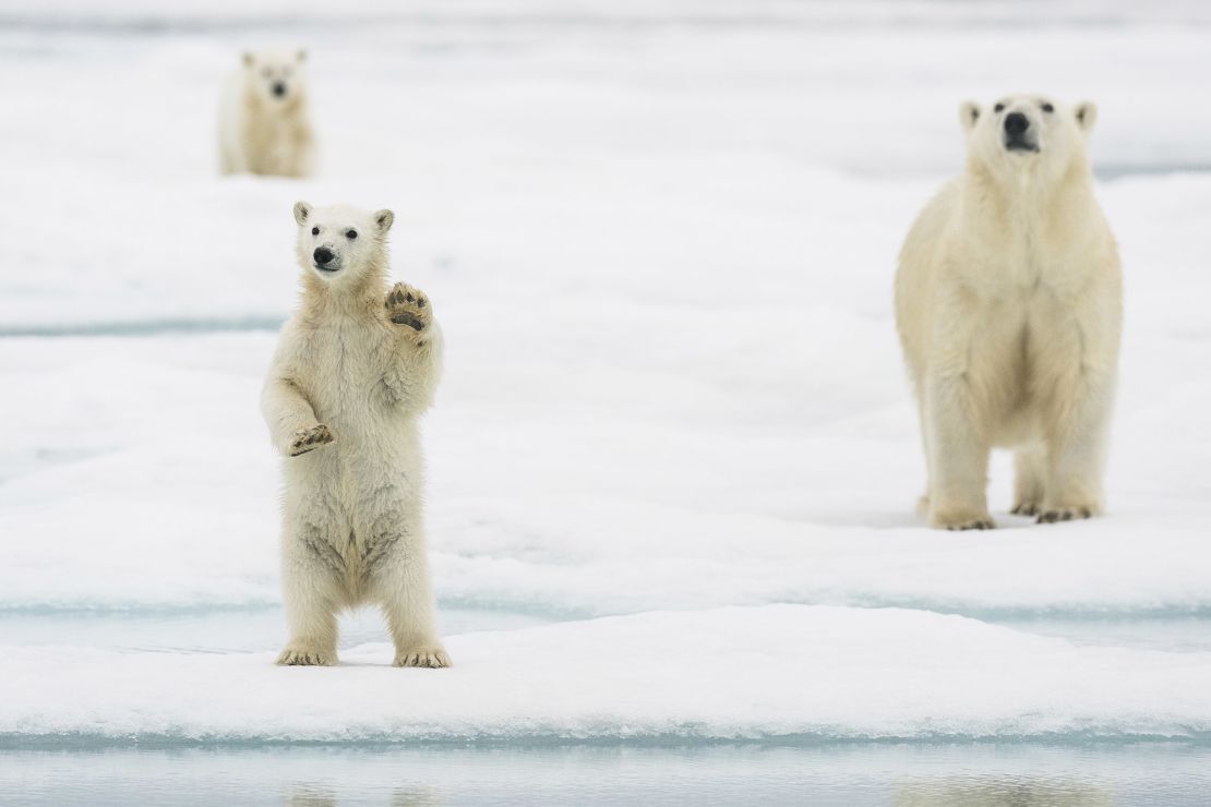 A polar bear cub is shown in Svalbard, Norway. A new study finds that polar bears in most regions of the Arctic could struggle to survive beyond 2100 if humans do not reduce greenhouse gas emissions.