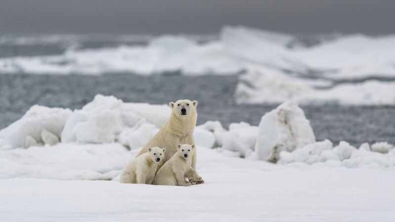 Climate change: Most polar bears could struggle to survive in the