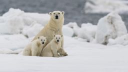 Polar bears watches as post-lockdown visitors return to Svalbard, Norway, on July 9, 2020. (Roy Mangersnes/Cover Images/AP)