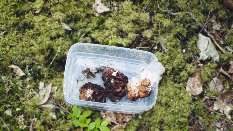 False morels are poisonous mushrooms, and they're a delicacy in Finland. Helsinki chef Kim Mikkola makes them safe for us to eat.