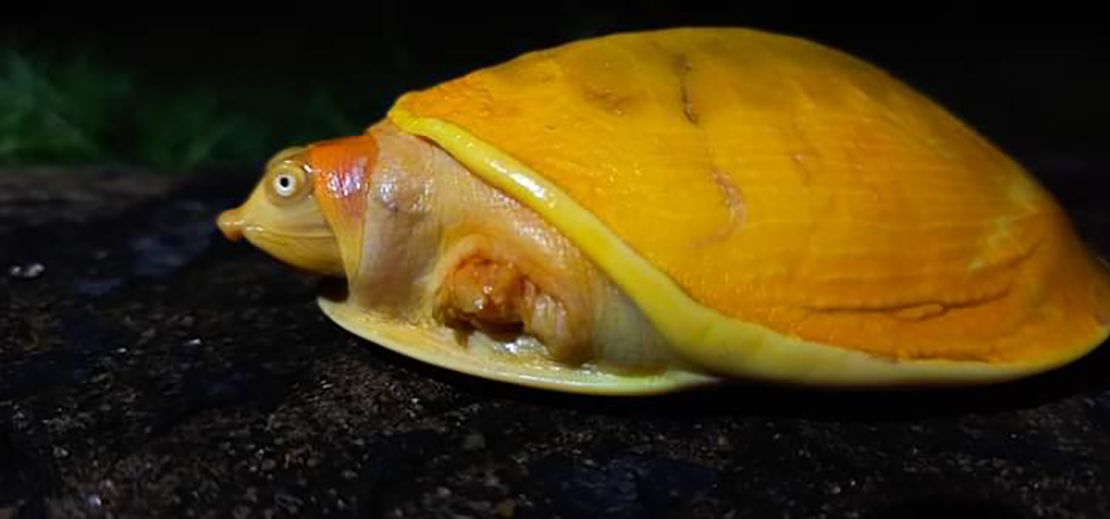 The Indian flapshell turtle is commonly found in parts of South  Asia.