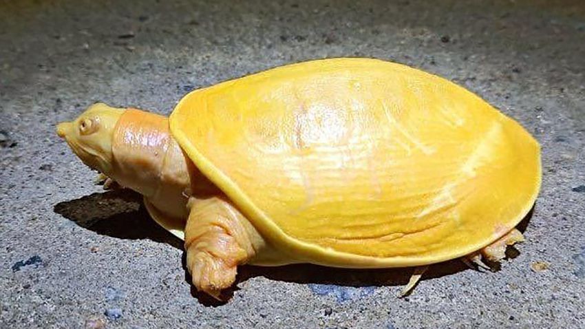 03 india yellow turtle