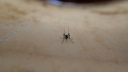 This image shows a wild female Aedes aegypti mosquito resting in a bucket in Thies, Senegal.