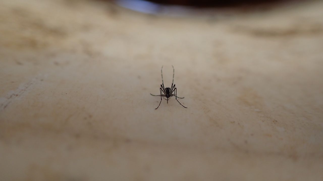 A wild female Aedes aegypti mosquito rests in a bucket in Thies, Senegal. The mosquitoes' evolution to bite humans is a by-product of their dependency on breeding in areas close to human water storage containers.