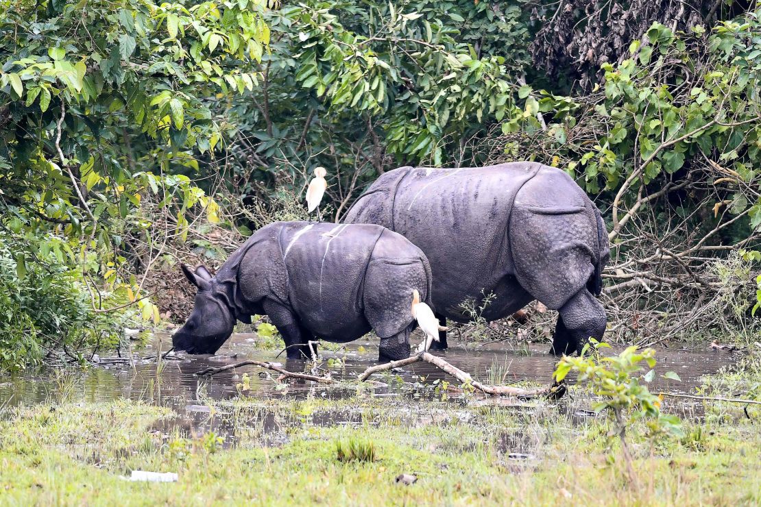 Indian one-horned rhinos graze in Pobitora wildlife sanctuary in the flood affected Morigaon district in Assam on June 28.