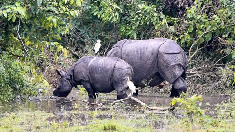 Indian one-horned rhinos graze in Pobitora wildlife sanctuary in the flood affected Morigaon district in Assam on June 28.