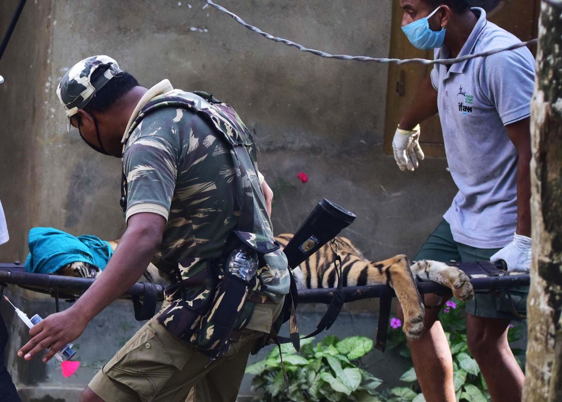 Forest officials carry a tranquillized tiger on a stretcher after it strayed out from the inundated Kaziranga National Park and took shelter in a village house in Assam State on July 15.