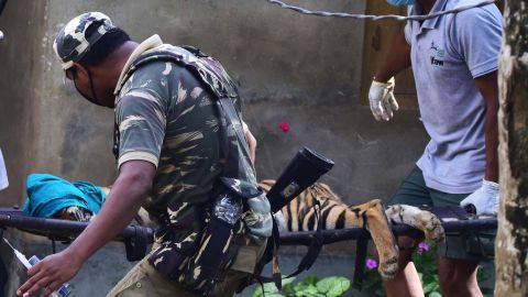Forest officials carry a tranquillized tiger on a stretcher after it strayed out from the inundated Kaziranga National Park and took shelter in a village house in Assam State on July 15.
