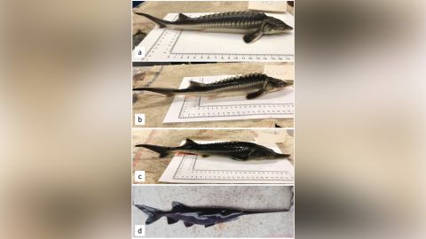 The "sturddlefish" hybrids vary in their resemblance to their parent sturgeon, but most of them have the same ridged back and short snout. 
From J. Kaldy, A. Mozsar, G. Fazekas, M. Farkas, D. Lilla Fazekas, G. Lea Fazekas et al./"Genes" 