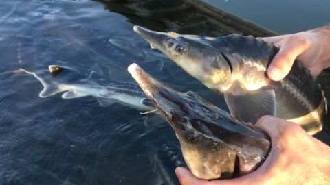 The "sturddlefish" live at a Hungarian research facility where there's no chance they'll invade natural waters.