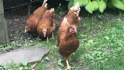 My Pet Chicken, a full-service chicken-raising site, has seen a spike in sales.