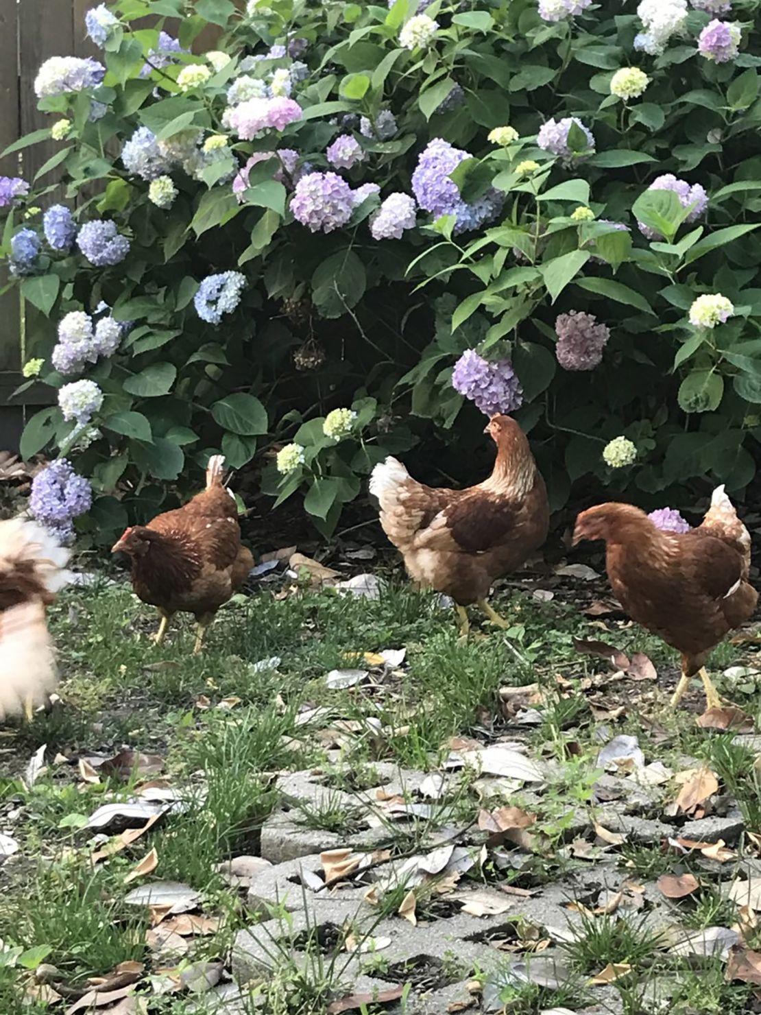 Gillian Frank and his wife, Kathryn Jones, were on a waiting list for months to get their chickens.