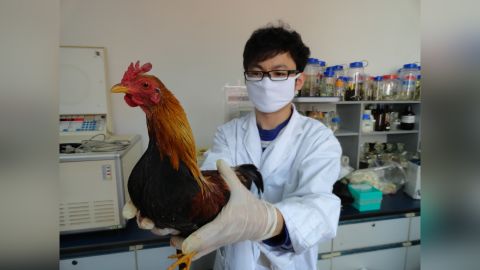 Researcher Ming-Shan Wang collects samples from a bantam chicken. Scientists analyzed 863 genomes from a worldwide sampling of chickens and found that ancient chickens originated in what is now Myanmar, Laos, Thailand and southwestern China. 