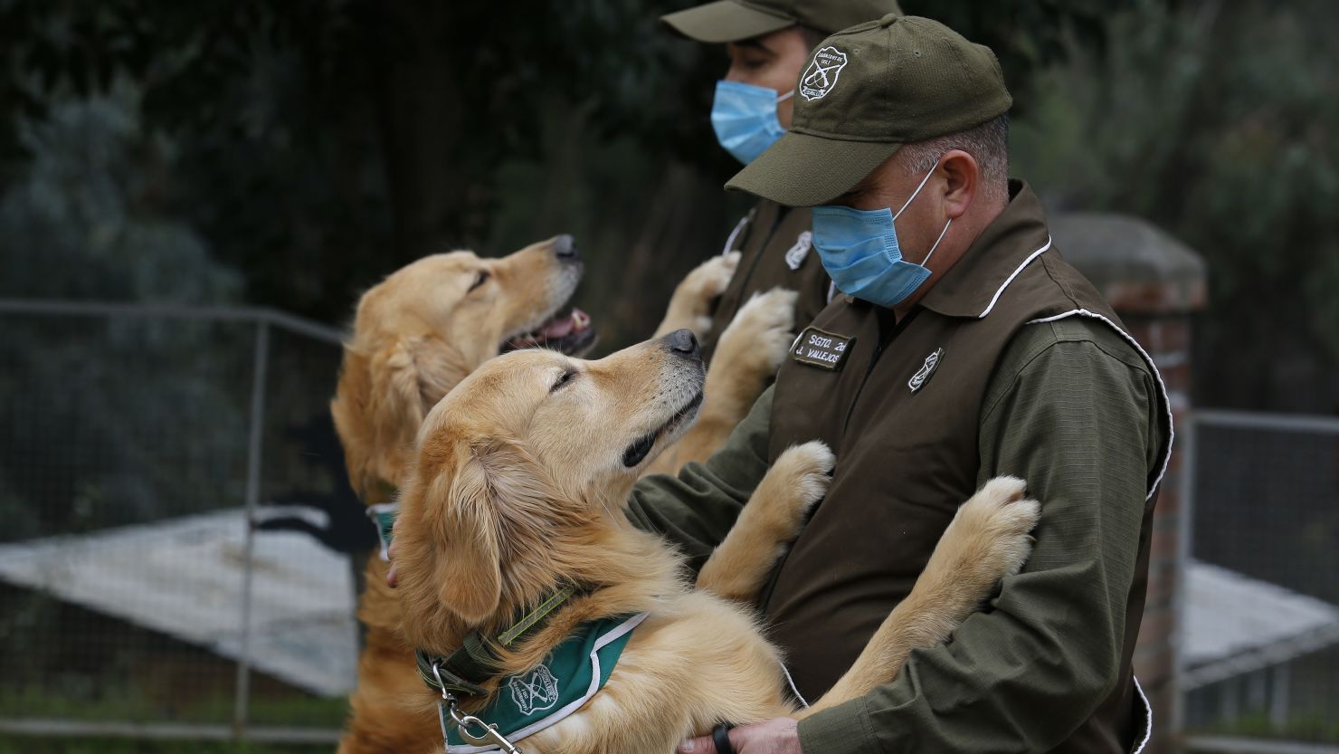 Chilean police officers and trainers work with dogs called Keylin and Clifford at Carabineros de Chile Dog Training School in the Parque Metropolitano in Santiago, Chile on July 17. 